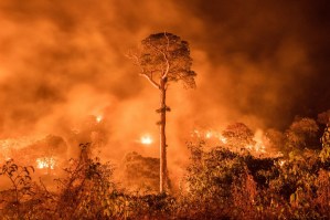 ¿Cuáles son las consecuencias que tienen los grandes incendios forestales en los ecosistemas?