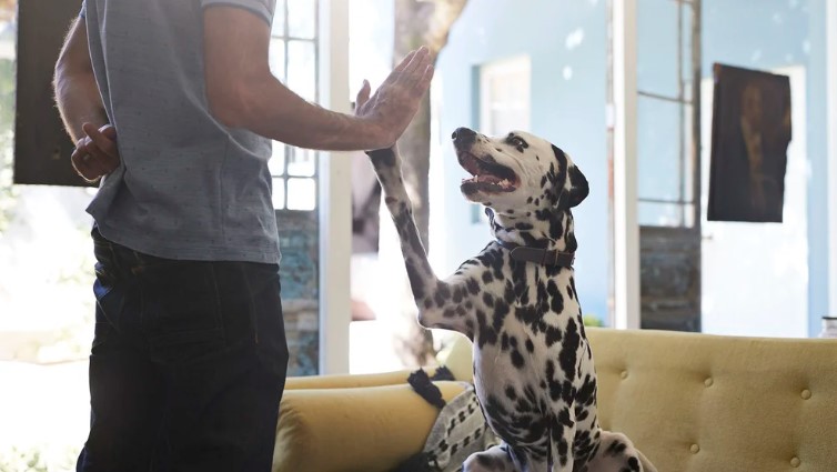 Tener perros y gatos en casa ayuda a prevenir las alergias alimentarias en niños