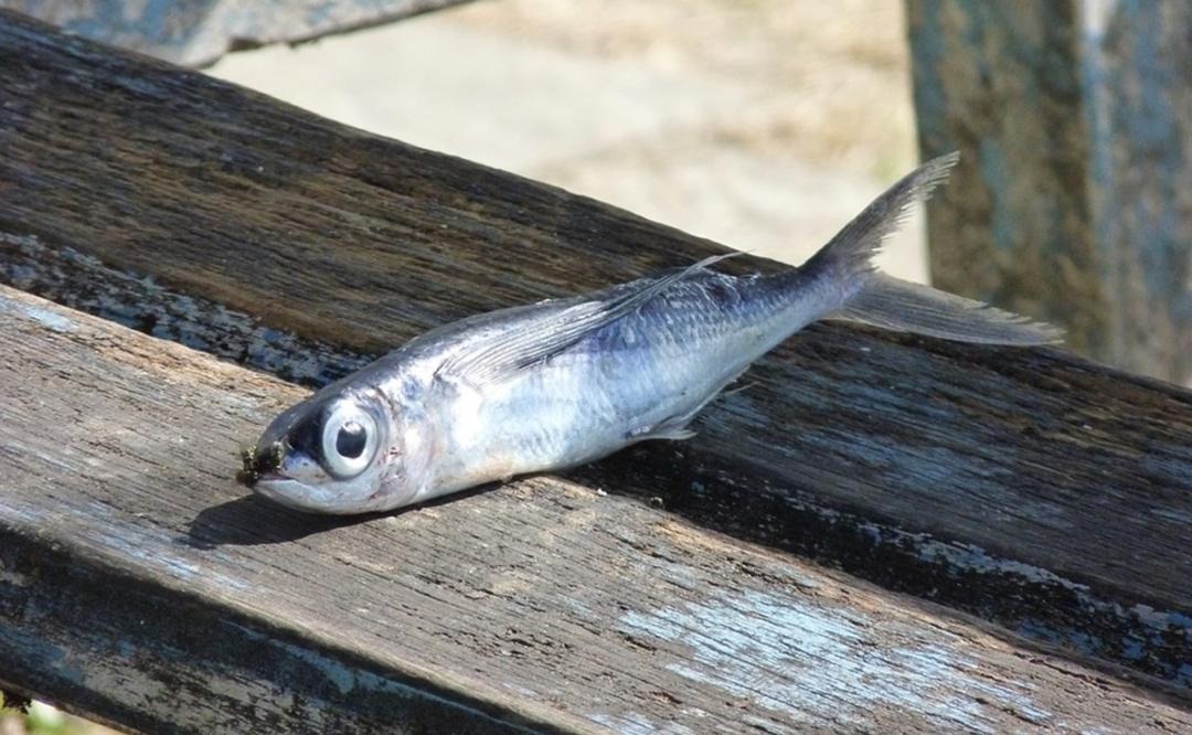 Insólito: Llueven peces del cielo en una ciudad de EEUU (VIDEO)