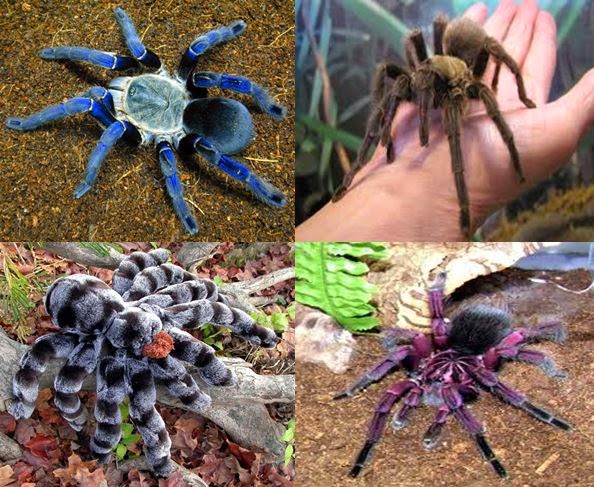 Ranas, boas y arañas por correo, el negocio de exportación de animales en Nicaragua
