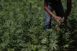 Legalización del cannabis en Colombia se hunde tras rechazo de Senado