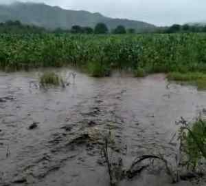 El río Chirgüa está ahogando la zona agrícola en Bejuma por falta de canalización