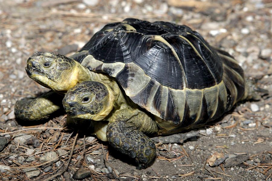 Janus, la tortuga bicéfala del Museo de Historia Natural de Ginebra, cumple 25 años