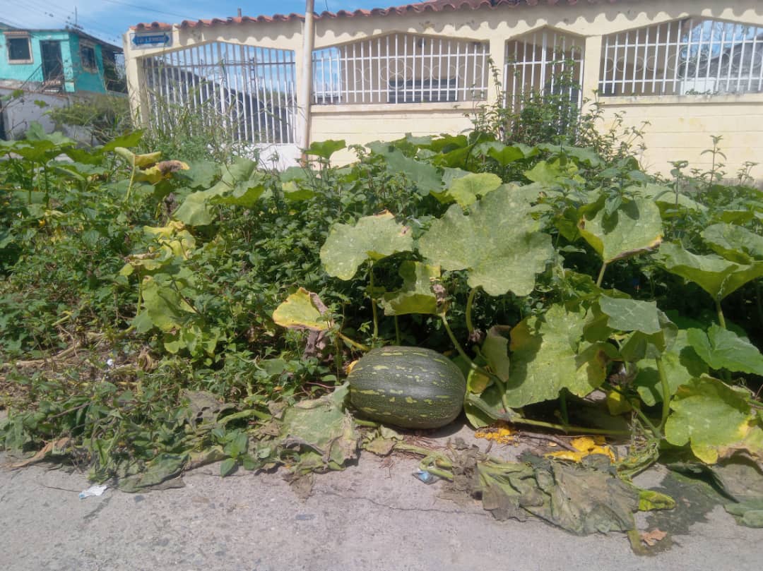 En Bejuma se las ingeniaron al sembrar un conuco para tapar mega huecos que dejó Hidrocentro (FOTOS)