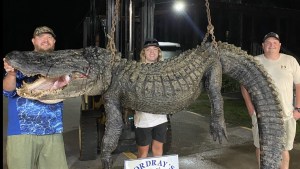 Monstruo enorme: Cazan un cocodrilo de casi cuatro metros en lago de Carolina del Sur