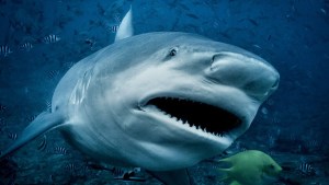 Conmoción en EEUU: Se partió el brazo por la mitad antes de ser arrastrado al fondo del mar por enorme tiburón