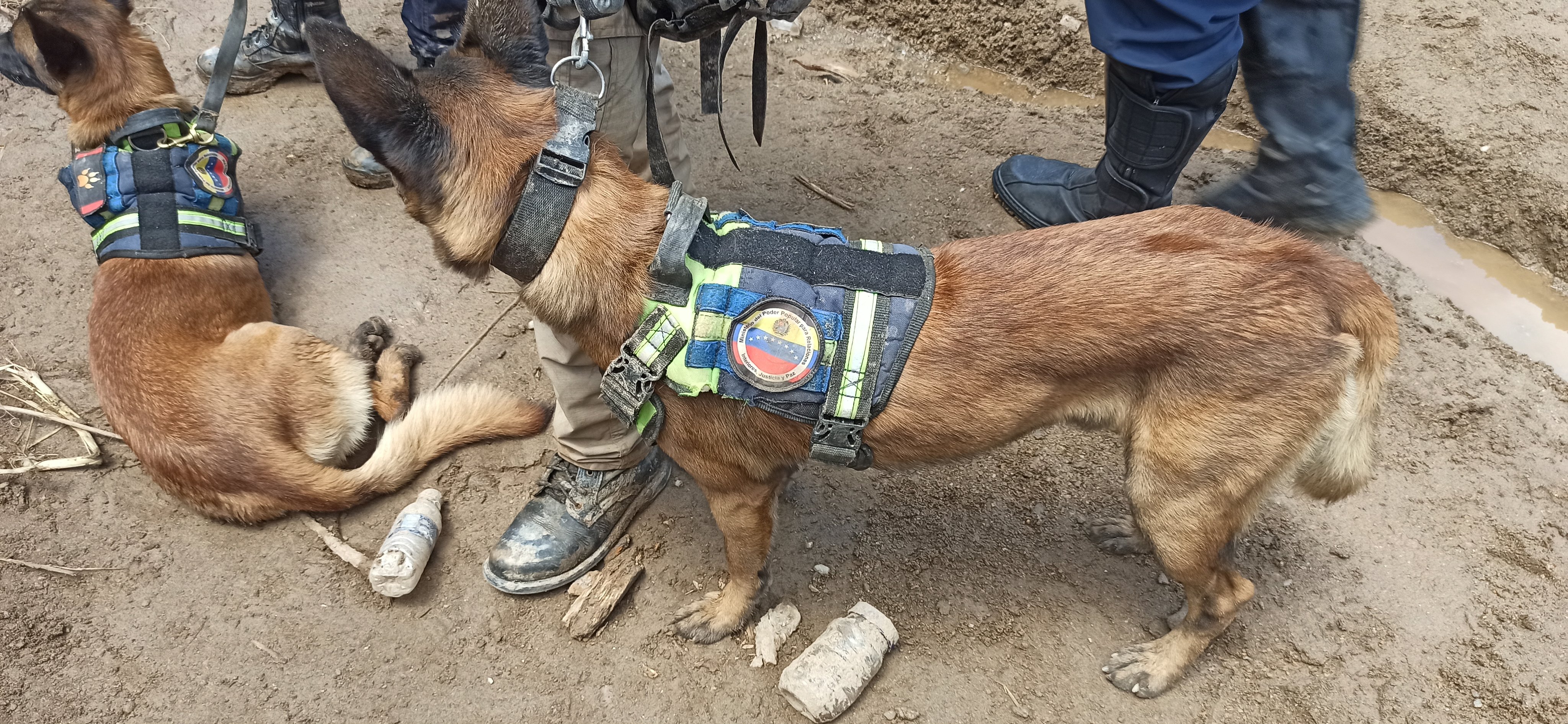 Así descansan los perros rescatistas luego de su arduo trabajo en Las Tejerías (Video)