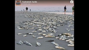 Extraño espectáculo: La razón por la que miles de peces saltaron a la orilla de playa en Carolina del Norte