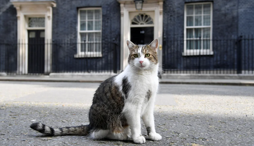VIDEO: Larry, el gato de Downing Street, se enfrentó a un zorro y logró lo impensable