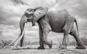 Muere de vieja la elefanta con colmillos más grande de Kenia