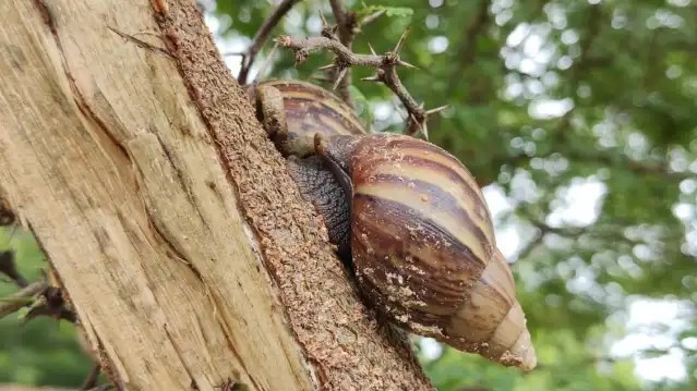 Alert the presence of African snails in various sectors of Altagracia de Orituco