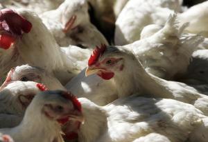 La gripe aviar acecha a Venezuela: estas son las recomendaciones al respecto