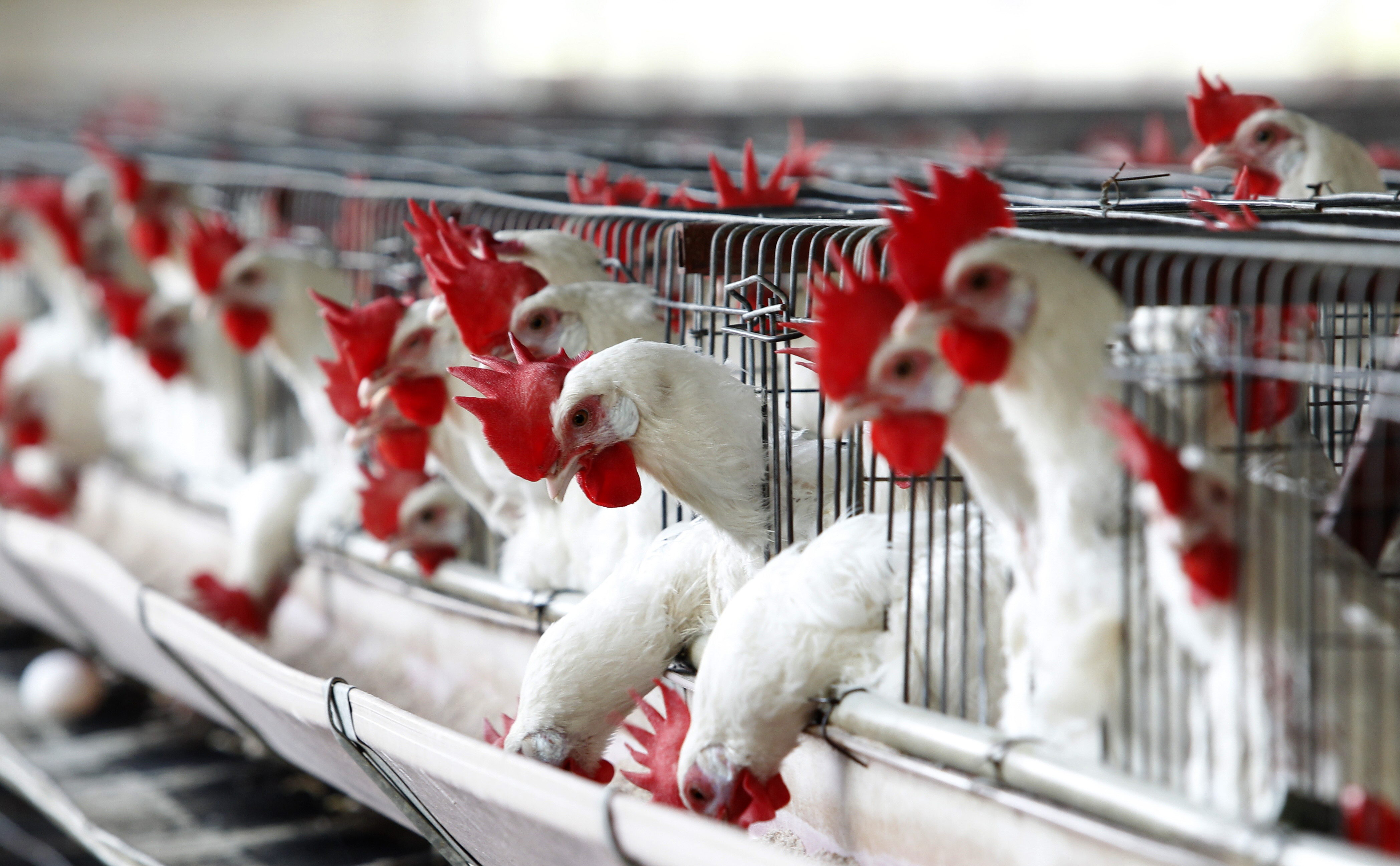 ¡Alerta sanitaria! Ecuador registró primer caso de gripe aviar en humanos