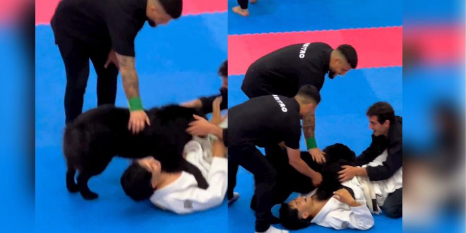 ¡Increíble! perro fue captado ayudando a su dueño durante torneo de jiu-jitsu (VIDEO)