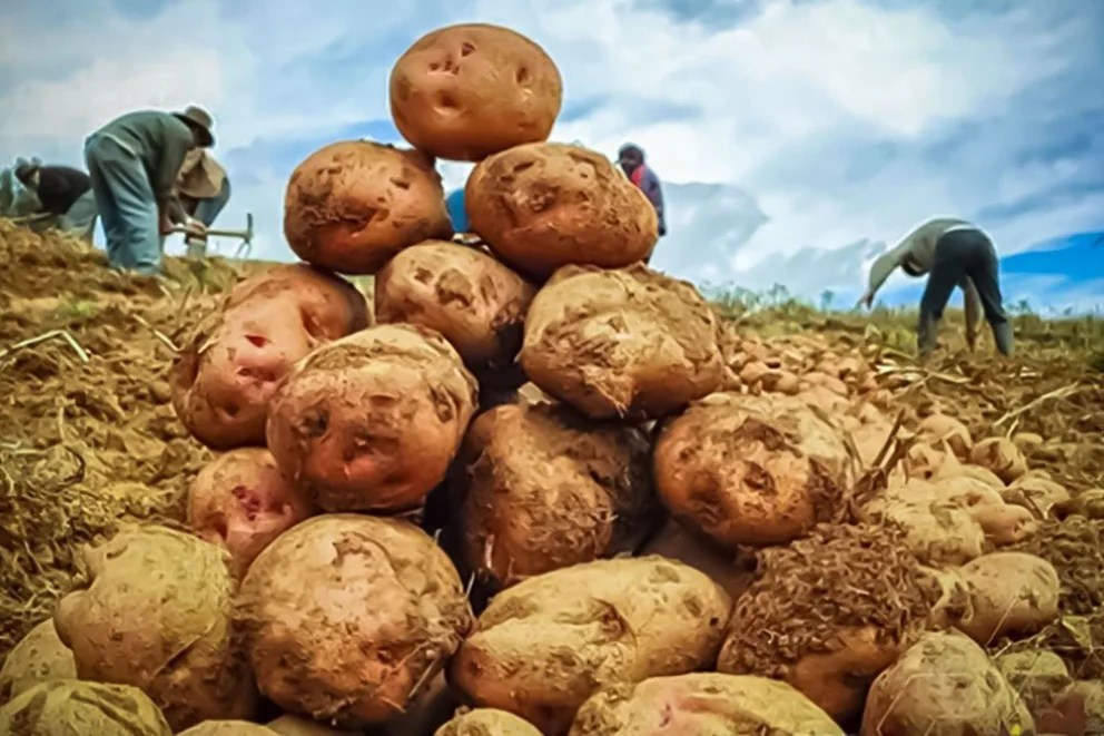 Por qué comer papa podría ayudar a perder peso, según la ciencia