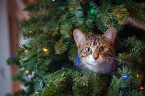 Por qué los gatos adoran los árboles de Navidad y cómo evitar una tragedia