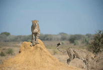 Los guepardos podrían extinguirse pronto, advirtió un estudio