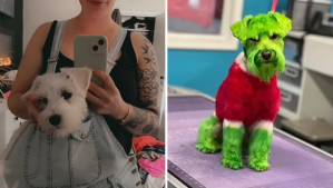 Pintó a su perro de verde para que se parezca al Grinch y la lincharon en redes sociales