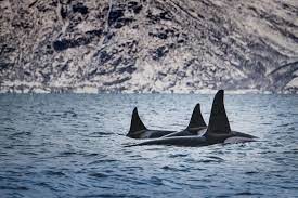 En las aguas heladas de Noruega, el apneísta Guérin-Boëri baila con las orcas