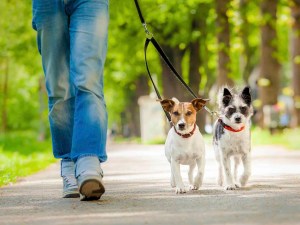 Miami considera una exorbitante multa por llevar a perros sin correa