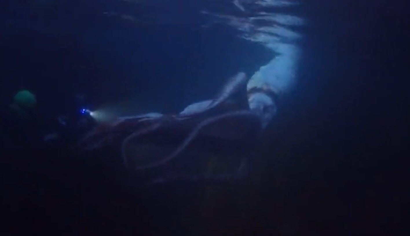 Buzos capturan VIDEO EXCLUSIVO de un rarísimo calamar gigante en la costa de Japón… ¡mide casi 3 metros!