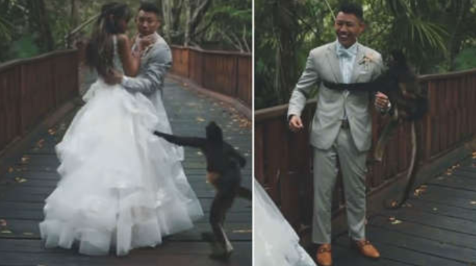 ¡Awww! Mono interrumpe una sesión de fotos de boda y posa con el novio (VIDEO)