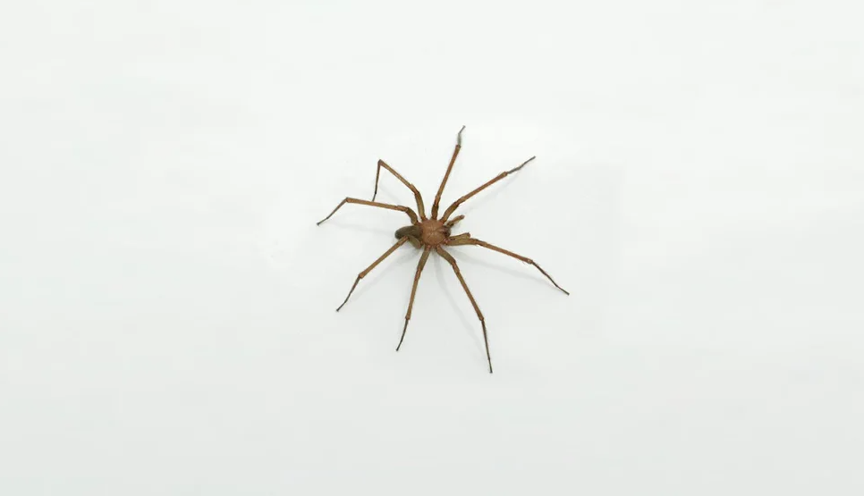 Araña con una picadura 15 veces más potente que la cobra podría ocultarse en tu casa