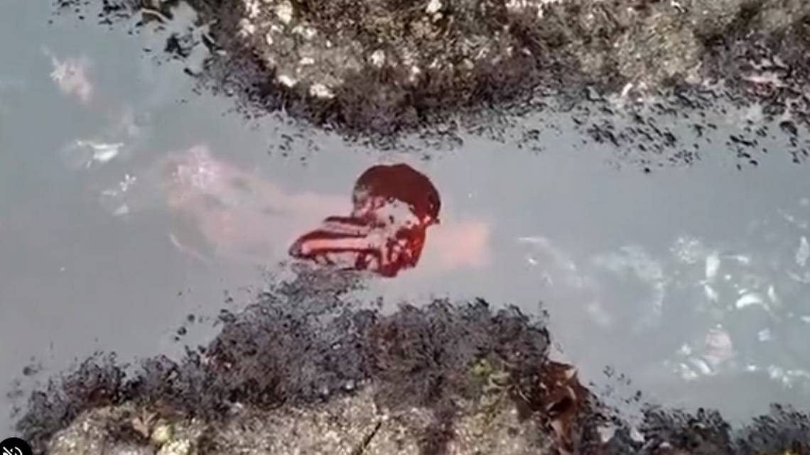 VIDEO: La extraña criatura que cambia de color y fue vista en la costa de Oregón