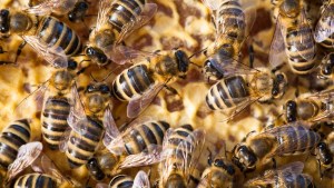 Frenético ataque en Texas: Dos perros murieron por picadas de cientos de abejas asesinas