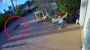 VIDEO: Niño fue atacado a las afueras de su casa en Arizona por un coyote