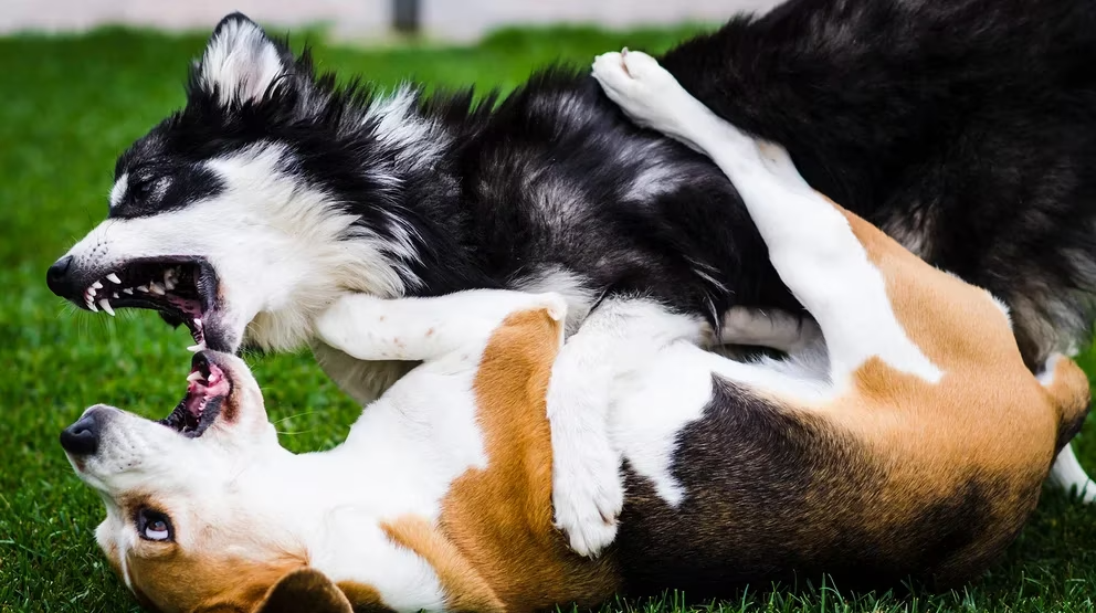 Las causas del comportamiento agresivo en los perros