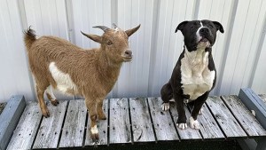 El dúo más improbable: Cabra y perro rescatados, encontraron hogar en Carolina del Norte