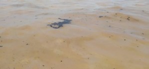 PDVSA “repairs” crude oil spills in the Paraguaná submarine pipeline with sandbags