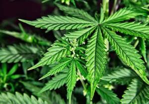 Alemania legaliza los clubes de cultivo y consumo de cannabis