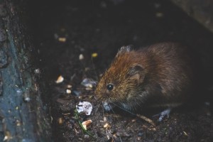 Ciudad de EEUU prohíbe las trampas con pegamento para roedores