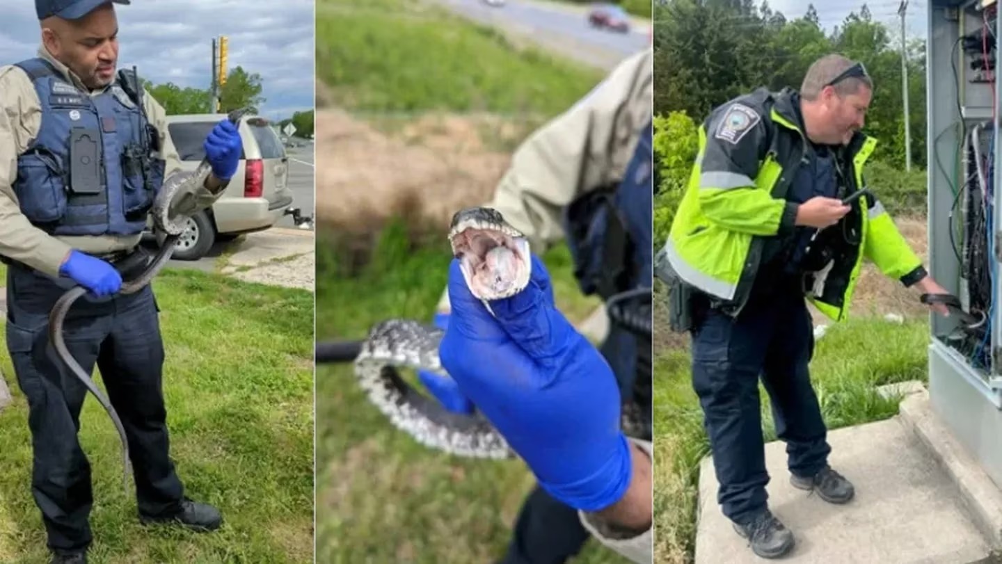 Una serpiente presionó un interruptor y generó caos en una ciudad de Virginia