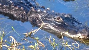 Amputan un brazo a un joven mordido por un caimán en un estanque en Florida