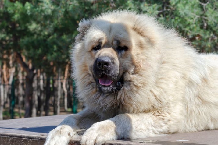 Perro gigante criado para matar leones y lobos mordió los testículos de un policía