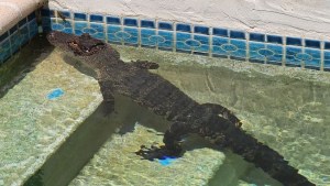 ¡Se llevó un susto en Florida! Mujer halló a un caimán nadando en su piscina