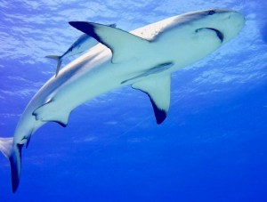 Cómo los cosméticos y los suplementos dietéticos amenazan a tiburones y peces raya