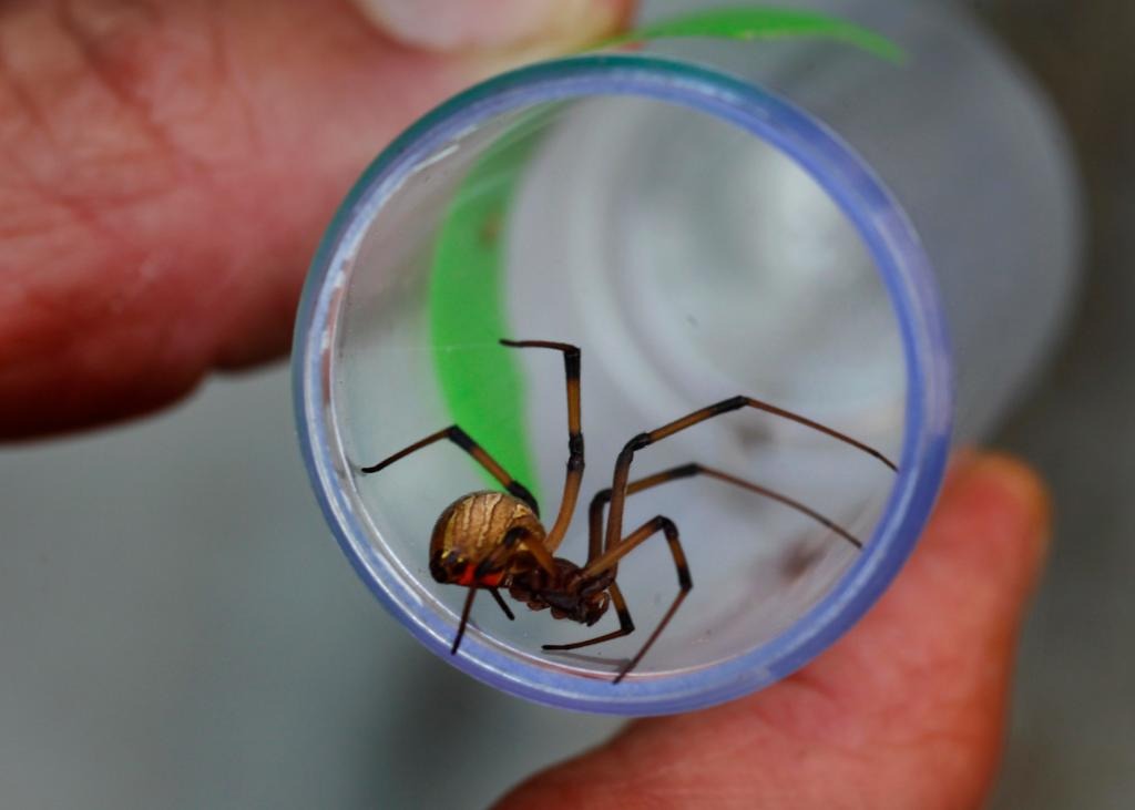 ¡De espanto! Araña lo mordió dentro de su garganta mientras dormía