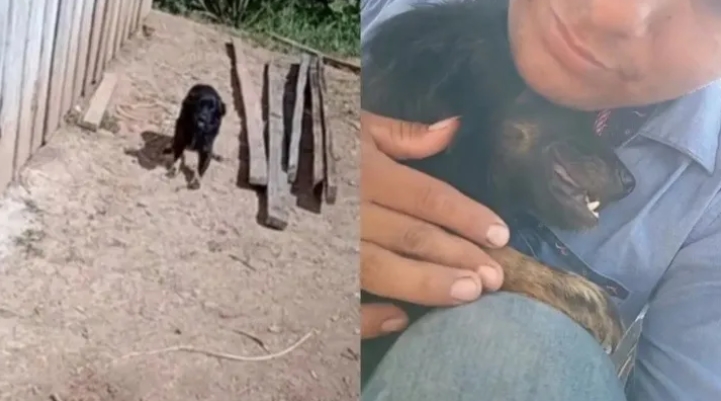 VIDEO: Se reencontró con su perro un año después de que se lo robaron y su emotiva reacción se viralizó