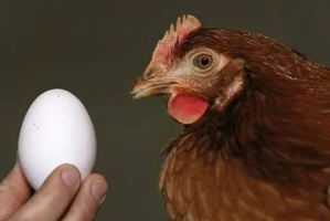 ¿Fue primero el huevo o la gallina?, la respuesta de la inteligencia artificial te dejará en shock