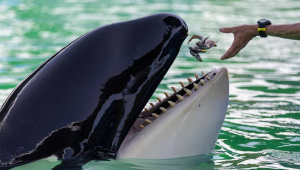 Murió “Lolita”, solitaria orca cautiva desde 1970 en Miami