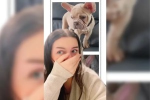 Estadounidense compró en línea un bulldog francés por mil dólares, pero se sorprendió al ver su pedido (VIDEO)