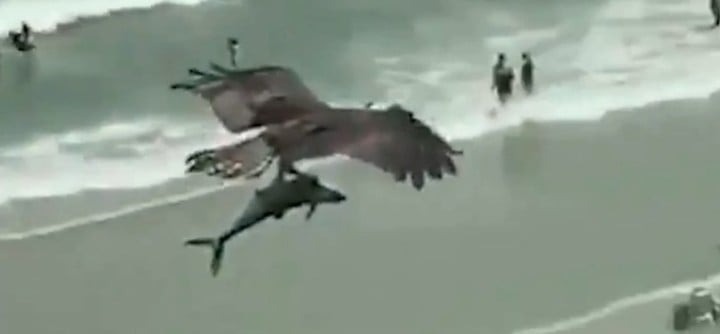 Águila atrapa a un tiburón en una playa de Florida y se lo lleva volando (VIDEO)