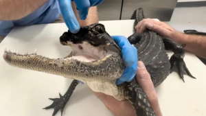 El caimán sin la mitad de su mandíbula conmovió a Florida y halló un hogar para siempre