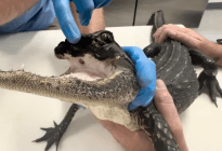 El caimán sin la mitad de su mandíbula conmovió a Florida y halló un hogar para siempre