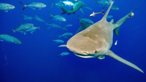 Ataque salvaje en Florida: Dos personas fueron mordidas por tiburones en la misma playa y día