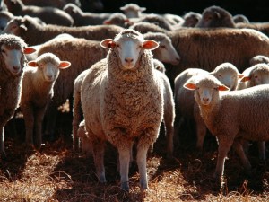 Sua-veeeee: Rebaño de ovejas se devoró una plantación de 100 kilos de marihuana